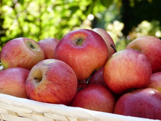 Яблука для здоров’я: сорти яблуні для органічного саду