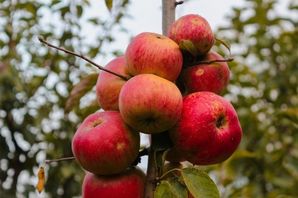 Інтенсивні сади прикрашають колони: як доглядати за колоновидними яблунями 