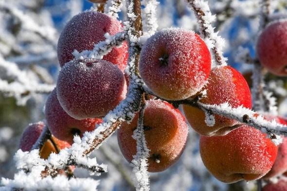  Сад у теплих обладунках: захист плодових рослин від морозів 