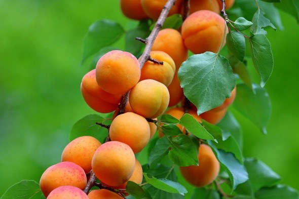 Давній друг людства: особливості культивування абрикосу 