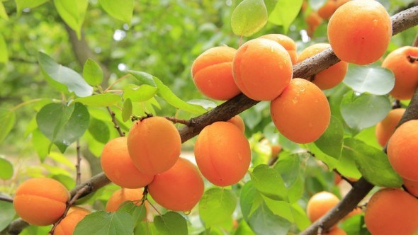 Защита абрикоса от болезней