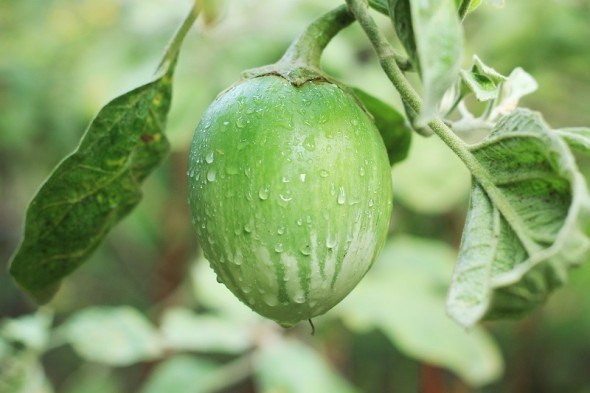 Придане для розсади: еко-технологія вирощування розсади перця та баклажан  