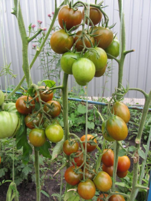 Баклажан-помідор