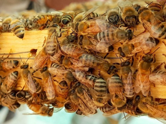 Не лише мед: віск як натуральний продукт бджолярства 