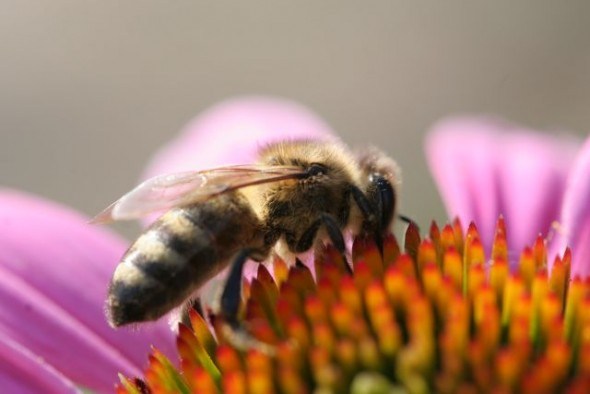 Про що говорять бджоли: танець бджіл