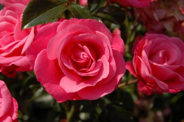 Рабаткові троянди: основний догляд і популярні сорти 