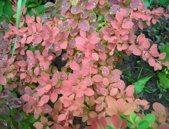 Осіннього листя фарби яскраві: &quot;кольорові&quot; декоративні рослини  у садибі 
