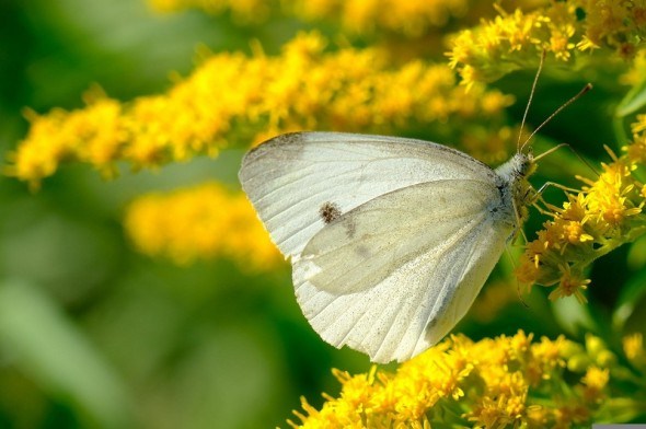 Солодощі для метеликів: готуємо зброджені приманки від крилатих шкідників