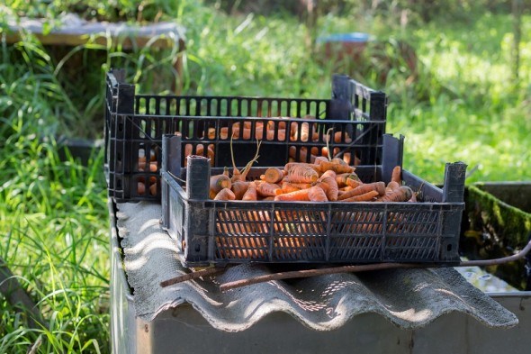Морквяна муха чекає тепла: засоби боротьби зі шкідником парасолькових культур 