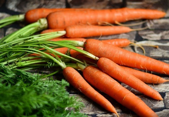 Болезни моркови в период хранения