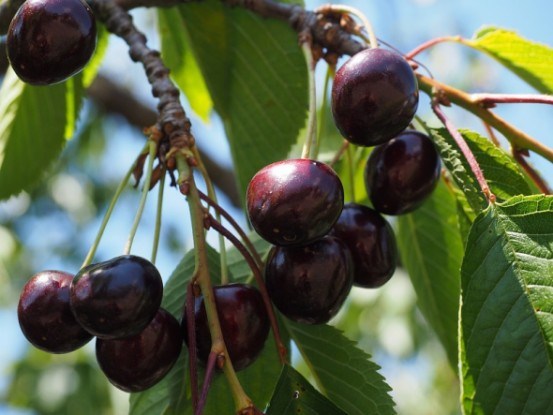 Садок вишневий, продуктивний: класичні слаборослі клонові підщепи для черешні та вишні 