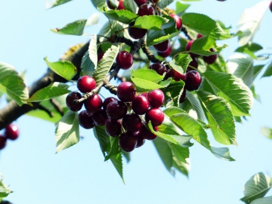 Садок вишневий, продуктивний: посадка дерев на клонових підщепах 