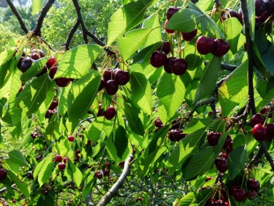 Садок вишневий, продуктивний: основи розмноження клонових підщеп та вирощування щеплених саджанців 