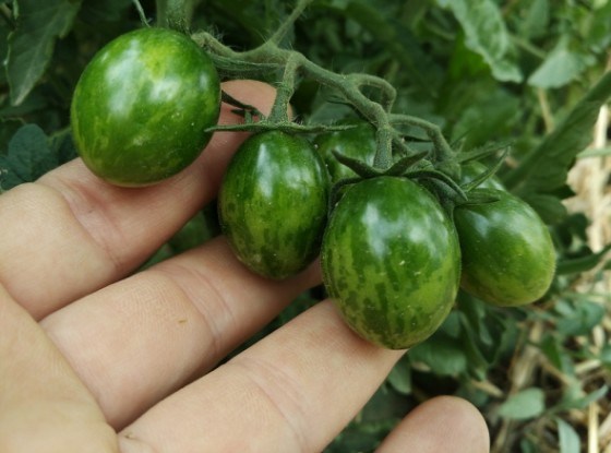 З повагою до томатів-чері: від посіву до врожаю 