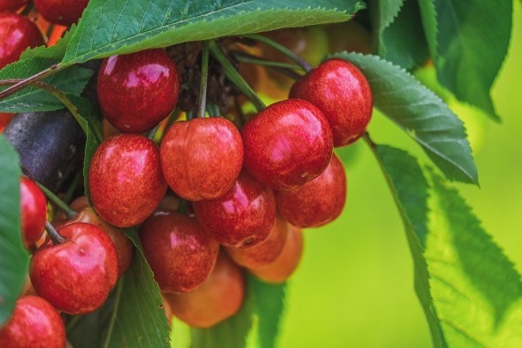 &quot;Пташина&quot; ягода: цілющі властивості та смакові якості черешні 