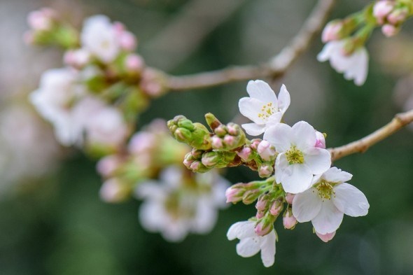 Пора цвітіння: календар роботи для садоводів у квітні 