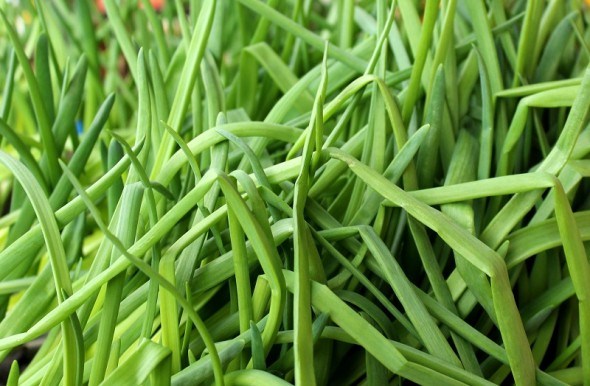 Садок зелений серед хати: зимова вигонка овочів 