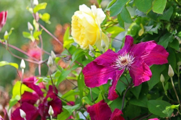 Сховають все непривабливе: квітучі та декоративно-листяні ліани у садибі 
