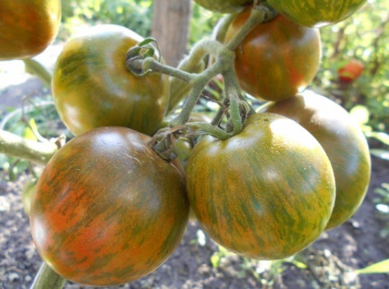 Солодкий сюрприз: досвід вирощування улюбленого сорту помідорів 