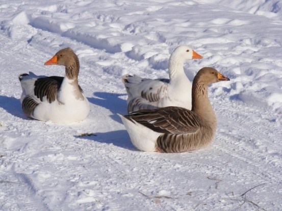Як доглядати за гусями взимку: готуємося до інкубаційного сезону у свійської птиці 