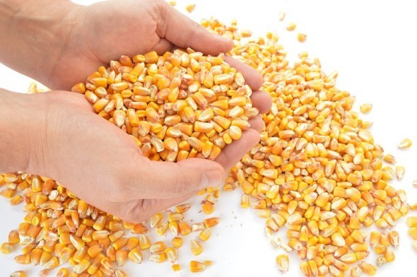 Золотий скарб з Нового світу: вирощуємо цукрову кукурудзу  