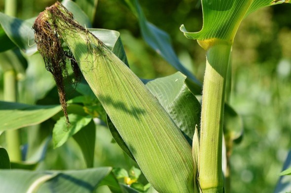хвороби цукрової кукурудзи та захист від них 
