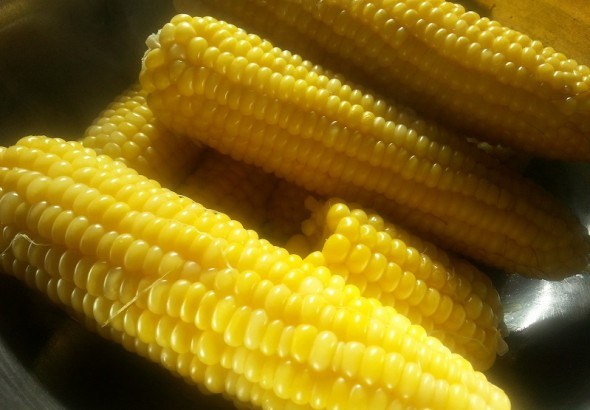 Выращиваем карликовую кукурузу