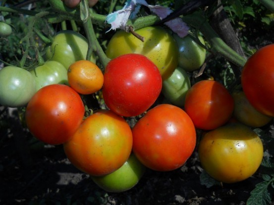Рятівне дозарювання: як зібрати та зберегти врожай помідорів у несприятливих умовах