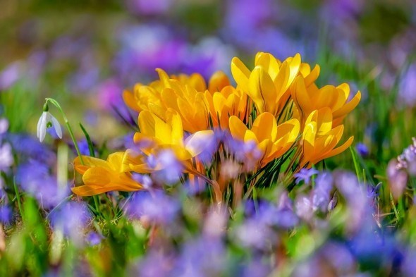 Бризки весняних барв: перші квіти сезону у дизайні саду 