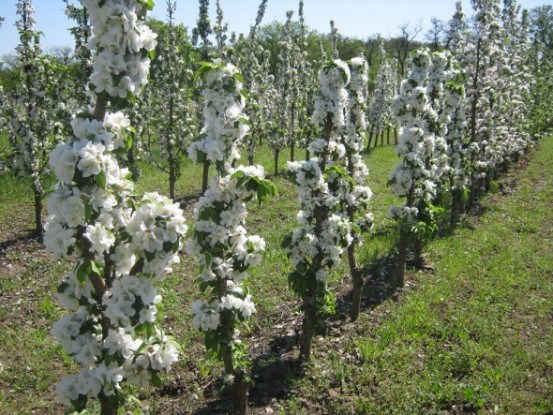 Сад у грецькому стилі: посадка, догляд і захист колоноподібних яблунь  