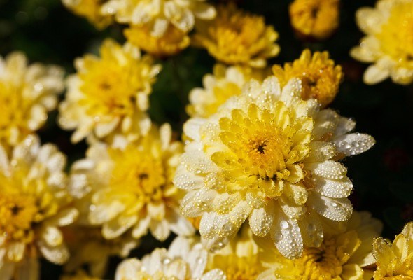 Желтые хризантемы цветки