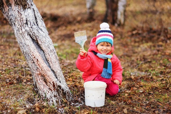 Ребенок белит деревья в саду осенью