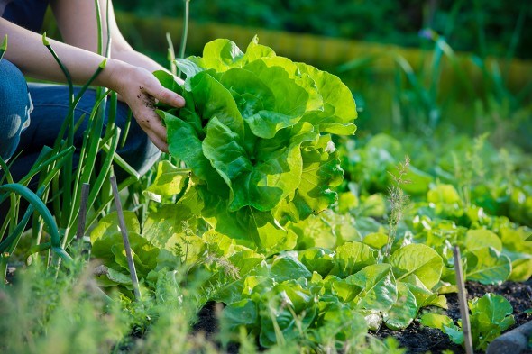 Самые первые зеленные овощи восполнят весеннюю нехватку витаминов