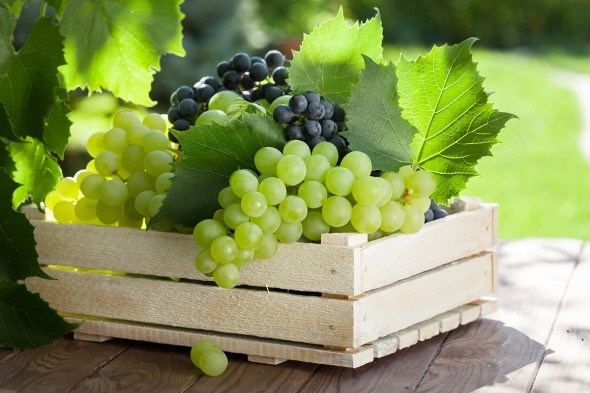 хранение винограда