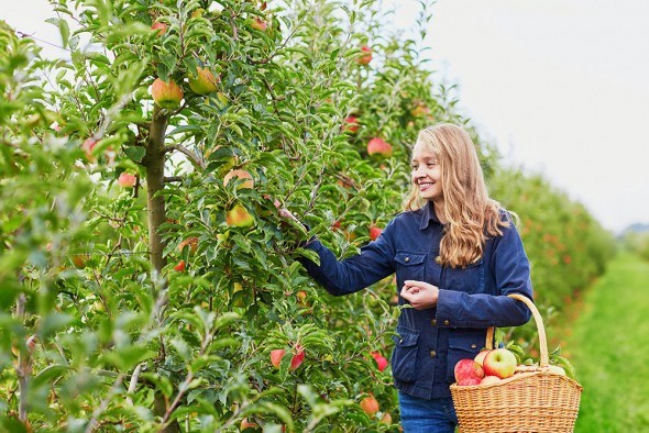 Девушка сад яблоня урожай сбор