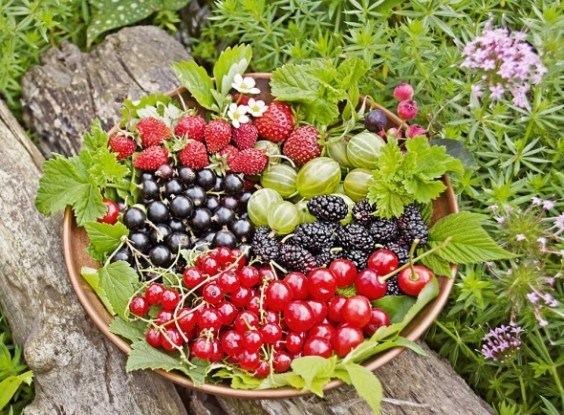 Какие сорта ягодных культур выбрать для дачи или своего сада