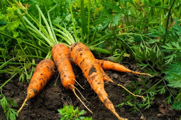 О секретах агротехники моркови