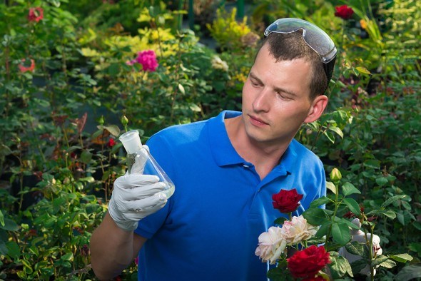 Средства защиты роз: какие лучше выбрать?