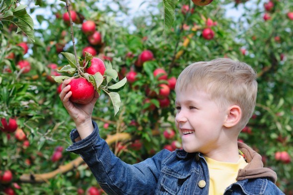 Мальчик в яблоневом саду 