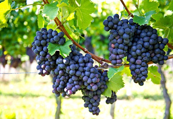 Виноград черный плоды лоза