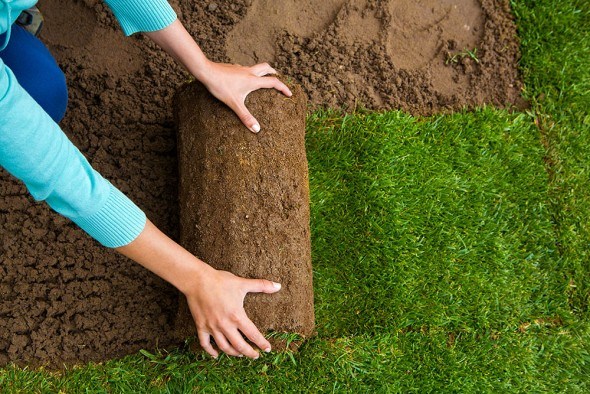 10 «вредных советов»: как наверняка погубить газон
