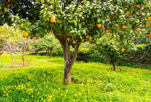 Апельсин дерево сад