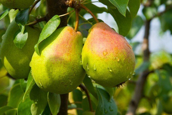 Как предотвратить гниль мякоти плодов груши?