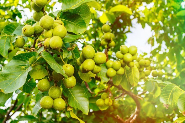 грецкий орех дерево плоды