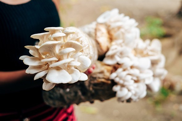 Укрощение лесных обитателей: выращиваем грибы