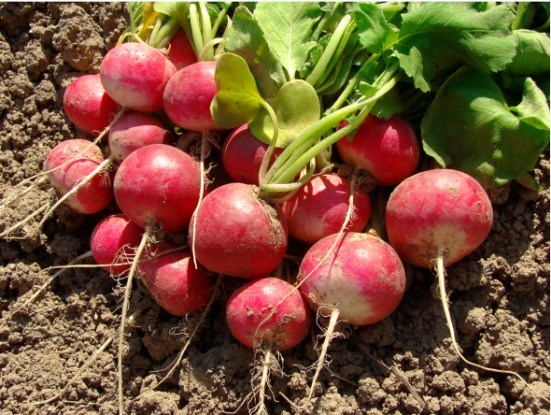 Редис — самый ранний овощ с грядки