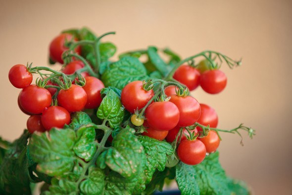 ТОП-10 рекомендаций по выращиванию комнатных томатов
