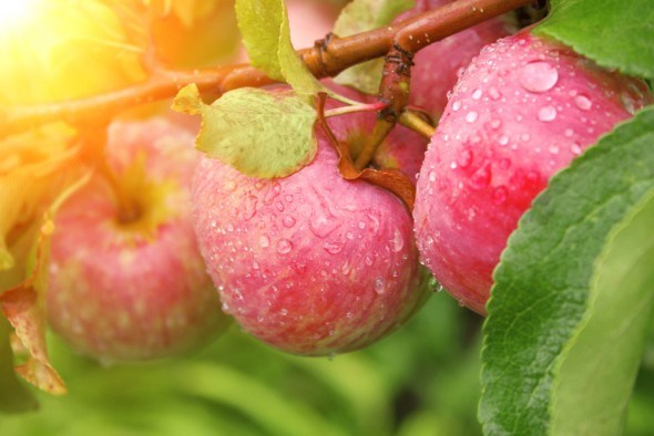 Сорта яблони, устойчивые к грибным болезням, которые порадуют вас отменным вкусом плодов и высокой урожайностью