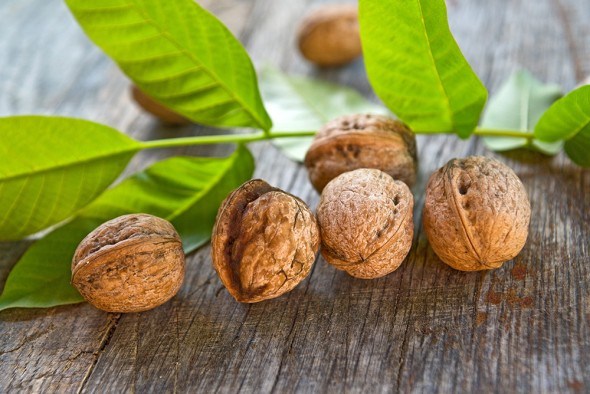Скороплодные орехи из семян: как их вырастить?