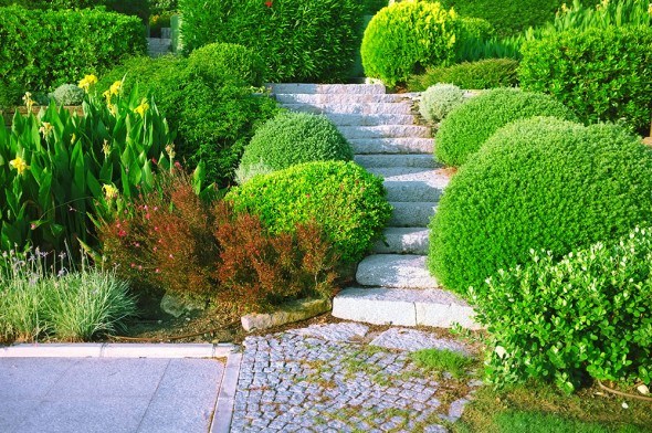 Декоративные кустарники: виды, формы, гармоничное размещение в дизайне сада